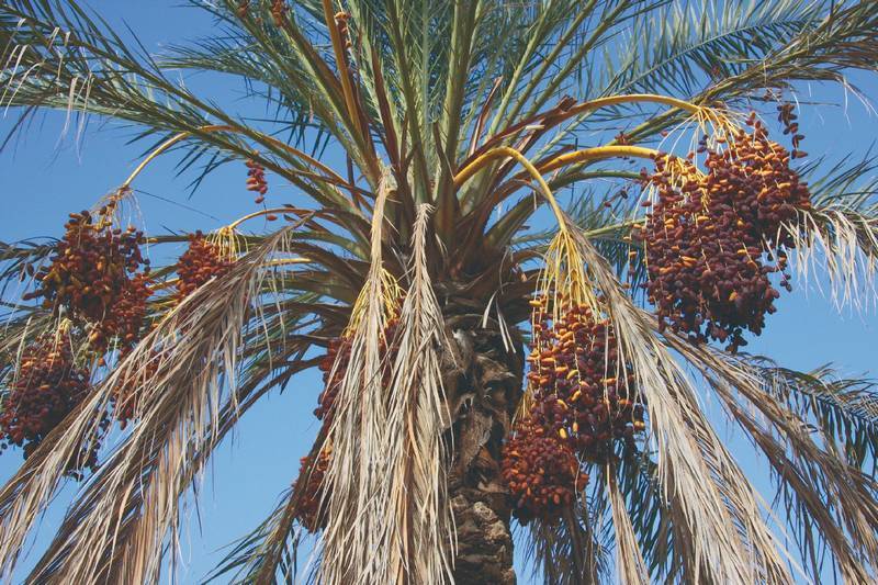 Древние финики. Финиковая Пальма в Африке. Растения Африки финиковая Пальма. Финиковые пальмы в Египте. Северная Африка финиковая Пальма.